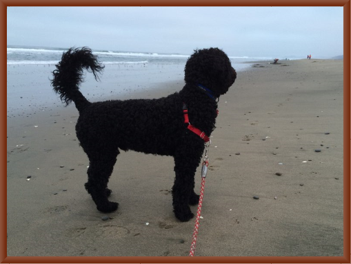 Corky at the Beach